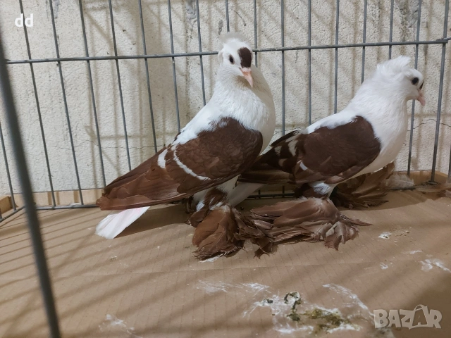 саксонски чайки 