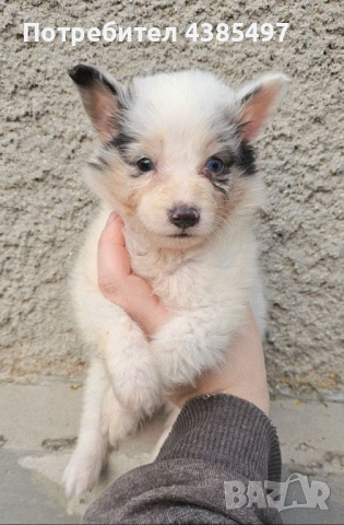 Момче Шелти мини Коли 