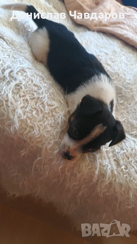 Продавам Пинчер-Джак ръсел 