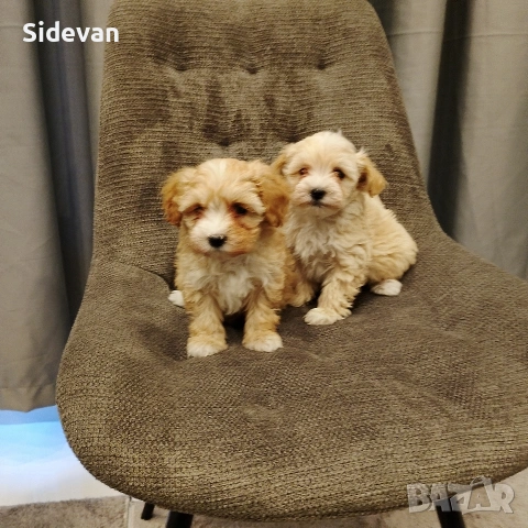 Малтипу, снимка 4 - Пудели - 54298358