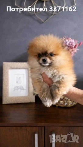  мини померан, снимка 2 - Померан - 53137801