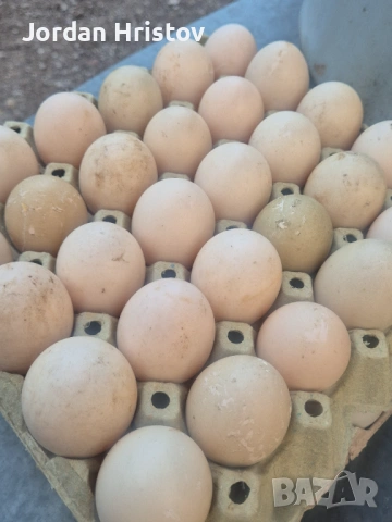 Продавам гъски патици и пуйки , снимка 14 - Патици и гъски - 53964312