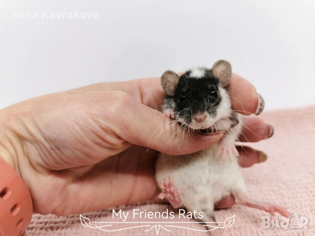 Декоративни плъхчета , снимка 7 - Други - 37326095