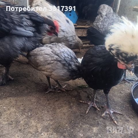 холандски качулати, снимка 3 - Кокошки и пуйки - 46164795