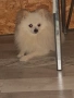 Померански шпиц , снимка 12
