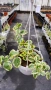 Кошница с вариегатна Винка, Vinca major Variegata, снимка 8