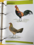 Декоративни птици - Немски стандарт (официален), цветен, над 300 вида описани, критерии за оценка..., снимка 5