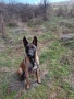 Продавам белгийски овчарки , снимка 1