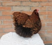 Продавам златно кантиран Орпингтон. , снимка 9