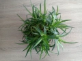 Сукуленти Алое Аристата, снимка 3