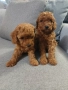 Продавам малки кученца той пудел , снимка 1