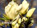 Магнолия - Magnolia НАЛИЧНИ 15 ВИДА Студоустoйчиви, снимка 16