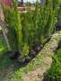 китайска дървовидна хвойна спартан, снимка 1
