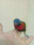 Работещи двойки папагали многоцветно лори., снимка 5