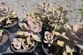 Сукулент Graptopetalum paraguayense (Седеф, Каменна роза, Призрачно растение, Майка на перлите), снимка 2
