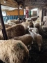 Продавам млади овце , снимка 7
