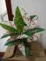 изкуствени цветя в кашпи , снимка 6
