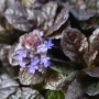Ajuga Braunherz (Аюга), снимка 1