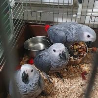 Африкански сиви папагали, снимка 11 - Папагали - 46157756