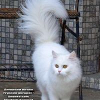 Турска ангора, чистокръвна ангорка, пухкаво двуцветно коте, женско котенце, ангорче, снимка 6 - Ангорски - 45958027