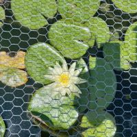 Водна лилия, снимка 4 - Градински цветя и растения - 45667041