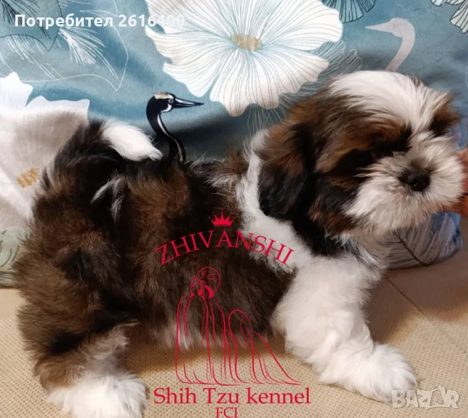 Ши Тцу/SHIH TZU, снимка 1