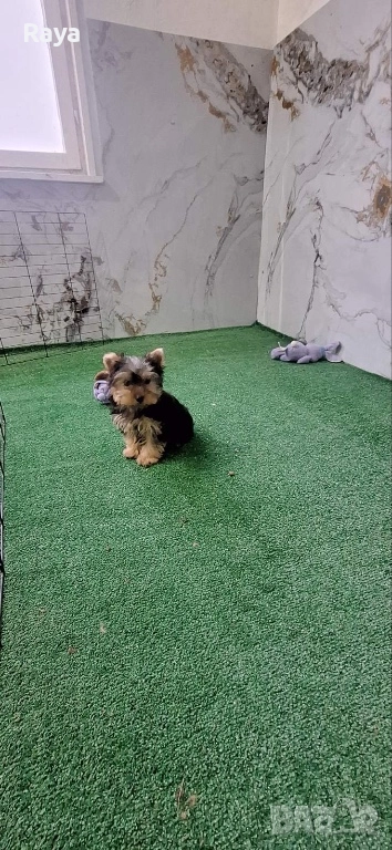 Йоркширски териер , снимка 1