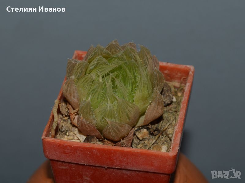 Хавортия на Купър (Haworthia cooperi), снимка 1