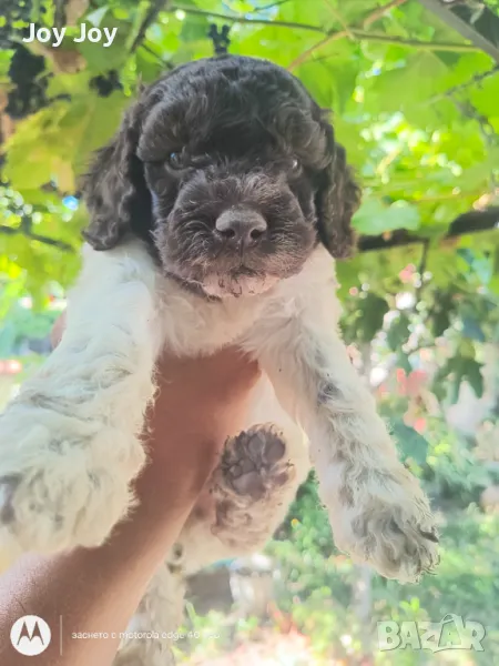 Lagotto Romagnolo , снимка 1