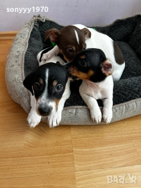 ПРОДАВАМЕ ДЖАК РЪСЕЛ ЖЕНСКО 2710251941, снимка 1