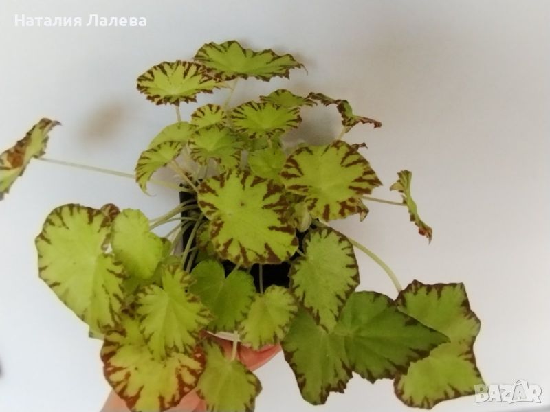 Бегония, begonia Lima Love, снимка 1