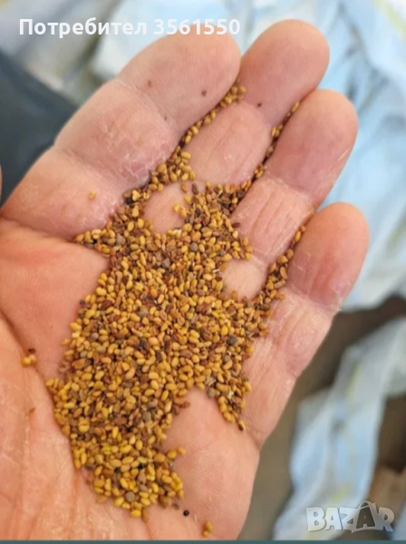 Семе Люцерново семе , снимка 1