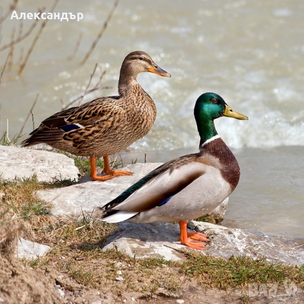 Малка зеленоглава патица, снимка 1