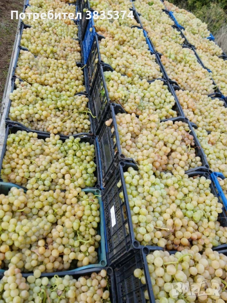 Продавам грозде, снимка 1