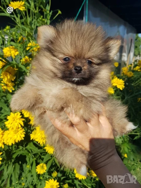 Померан померанче момченце снимки от днес 18.07.2025г, снимка 1