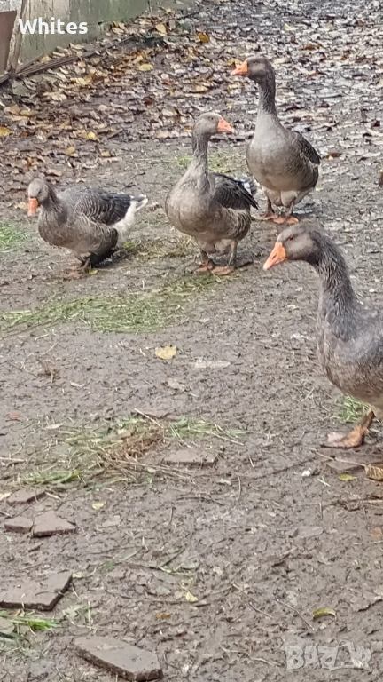 гъски за продажба, снимка 1