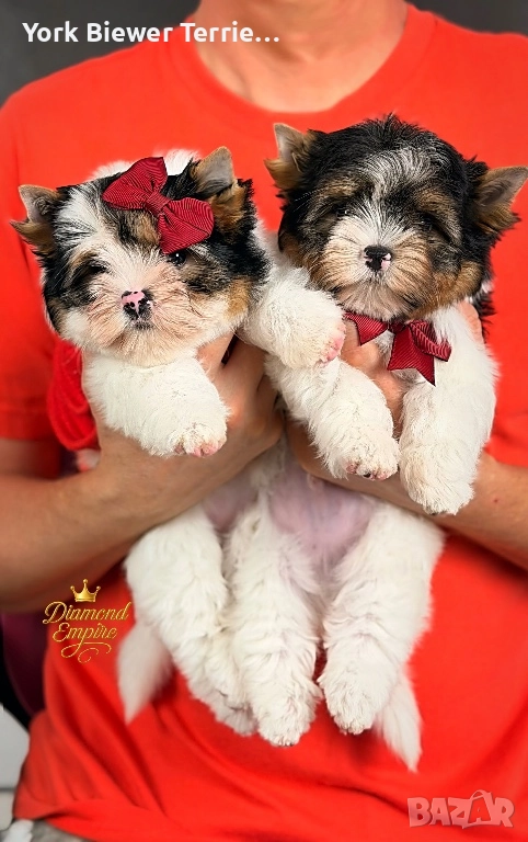 Йорки! Страхотни бебе с родословие за семейства с деца, снимка 1