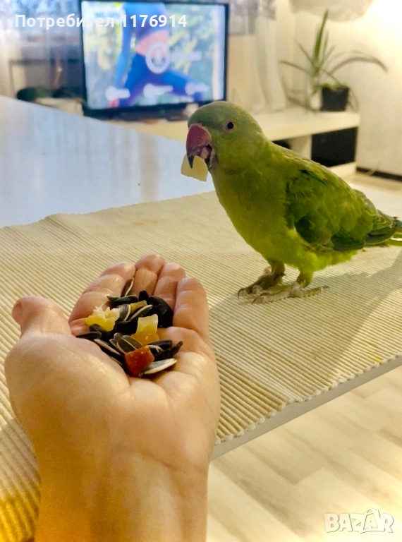 Папагал Алекзандър с клетка, снимка 1