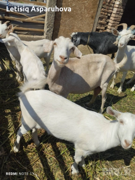 Ярета, Кози, Пръч, снимка 1