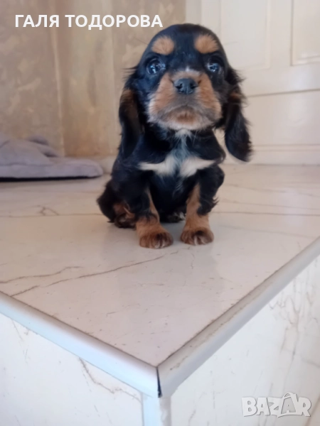 Английски кокер шпаньол, снимка 1