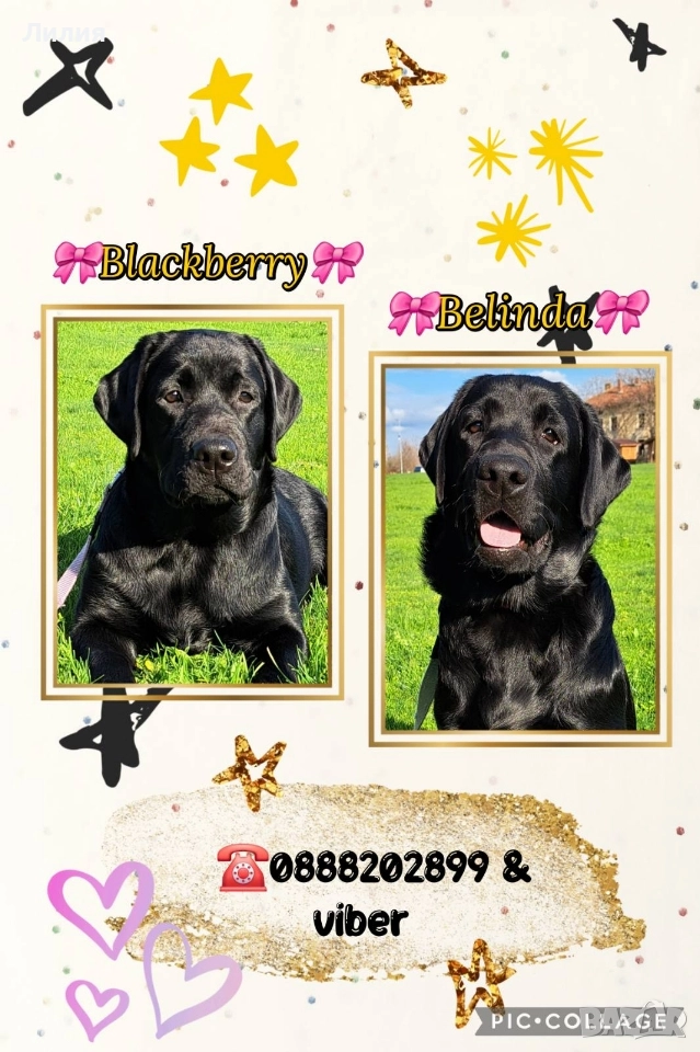 Лабрадор ретривър с родословие, снимка 1