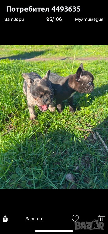 Френски булдог, снимка 1