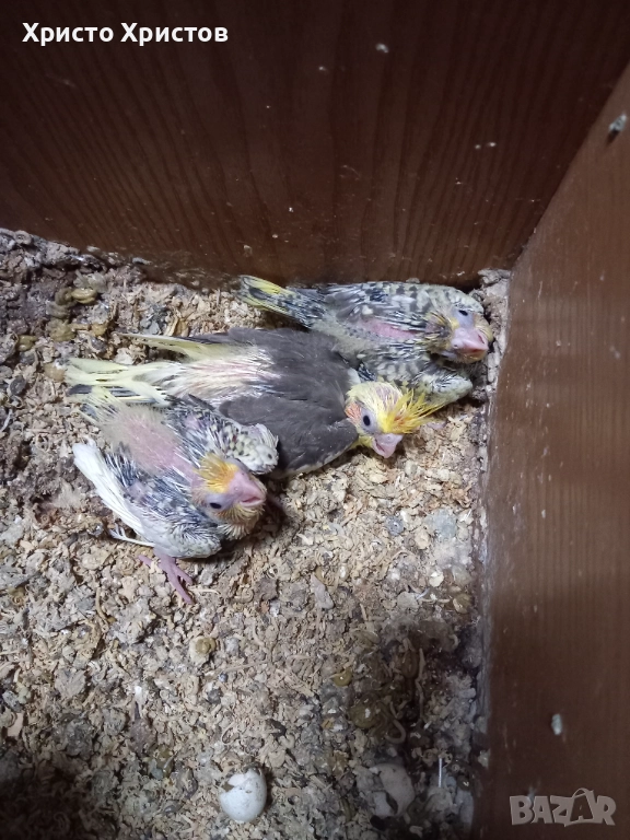 Папагали корела , снимка 1