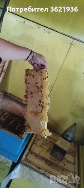 пчелен мед , снимка 1