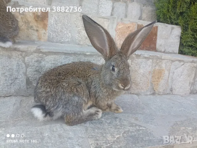 Зайци белгийски великан , снимка 1 - Други - 47171104