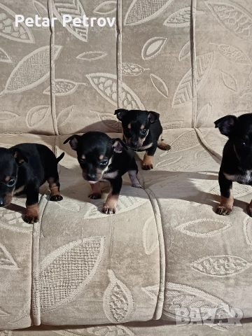 Пинчер мини , снимка 16 - Пинчер - 52934252