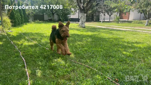 Уелски Териер welsh terrier , снимка 7 - Други - 47060691