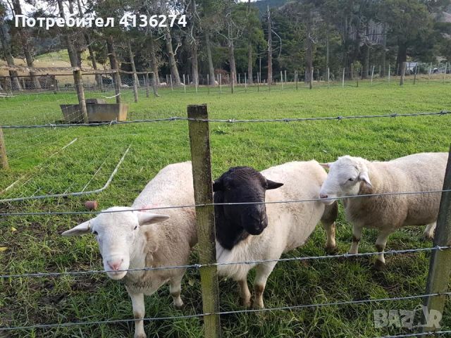 чистокръвни дорперски овце, снимка 2 - Овце - 46286364