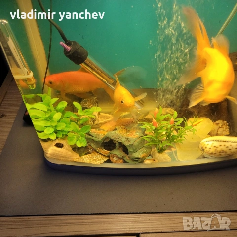 аквариум с 4 броя големи риби , снимка 2 - Рибки - 53253393
