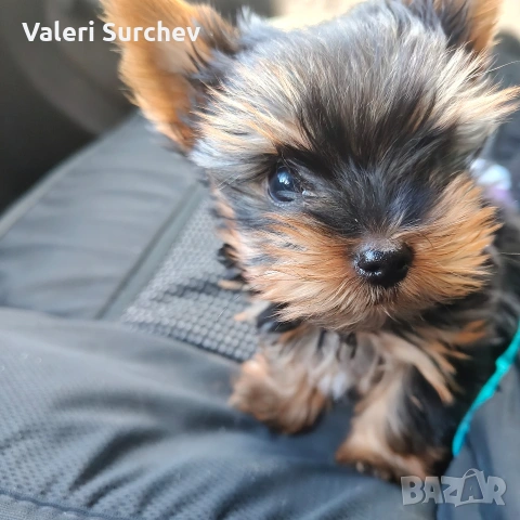 йоркширски териер , снимка 4 - Йоркширски териер - 53503149